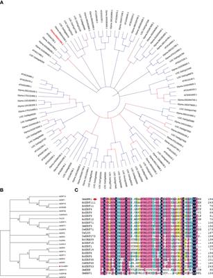 GmABR1 encoding an ERF transcription factor enhances the tolerance to aluminum stress in Arabidopsis thaliana